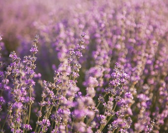 Lavender Field Art Print: Floral Farmhouse Decor (Digital Download)