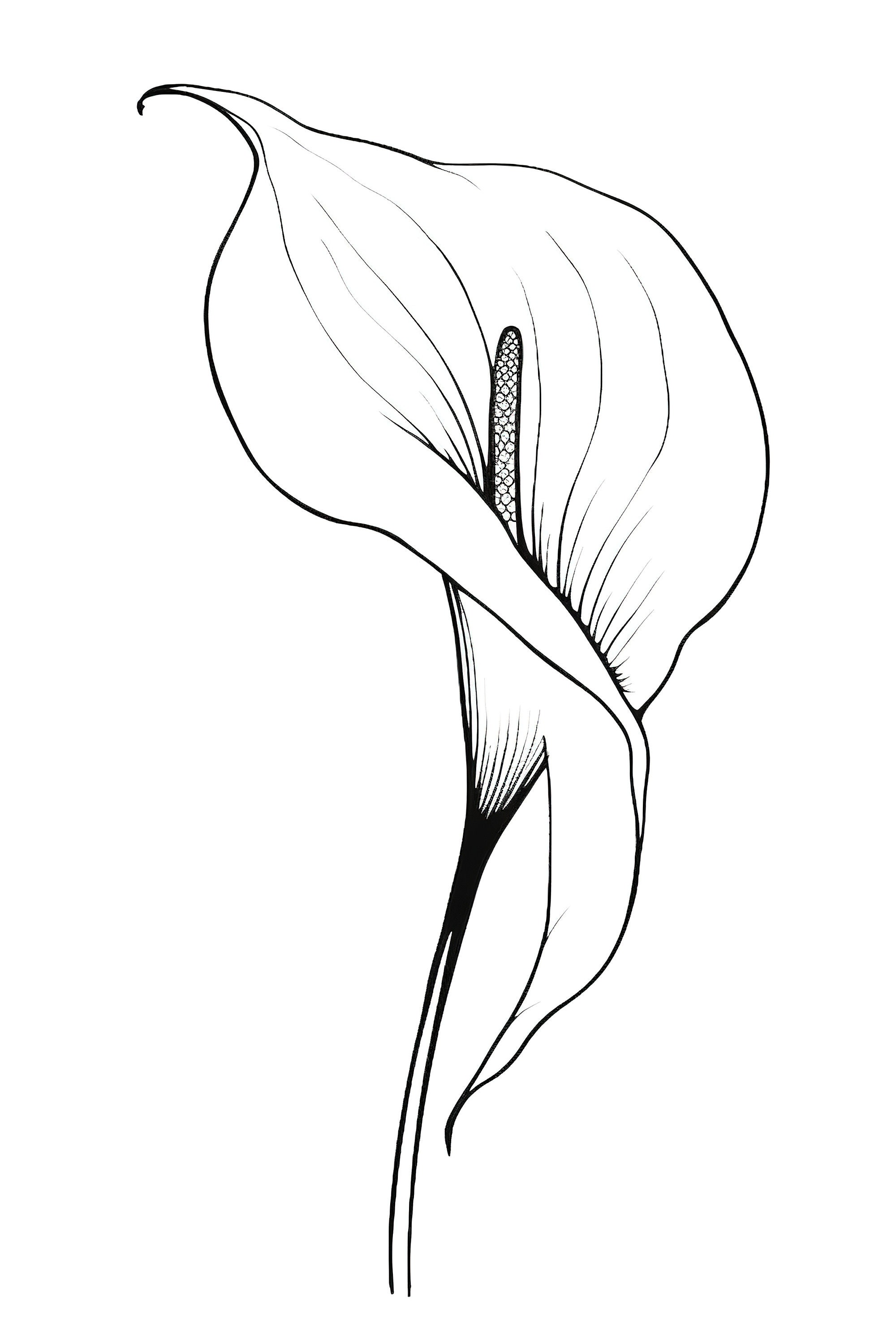 Flower Wall Art, Calla Lily Art, Botanical Wall Art, Flower Line art Print, Minimal Floral Prints.  Floral Print