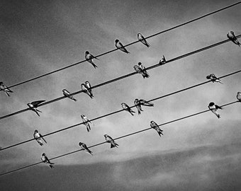 Birds on Wires in Black and White, Birds Wall Art, Black and White Photography, Black and White Wall Art