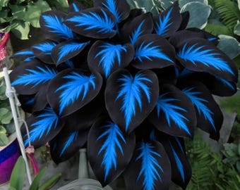 350+ Black Blue Hosta Seeds – Exotic Heart-Leaf Perennial