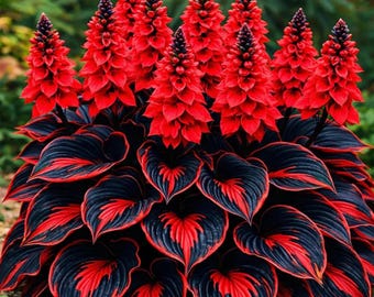 200+ Red Black Hosta Seeds – Rare Shade Perennial Foliage