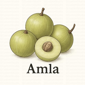 Goose Berries Cape Gooseberry Amla Clipart, Gooseberry Design, Watercolor Berry Pyrex, Agriculture Clipart, Food, Plant, Fruit, Indian, gift