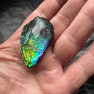 May include: An iridescent ammolite gemstone, with a polished surface that reflects a range of colours, including green, blue, and yellow. The gemstone is held in a hand, highlighting its natural, irregular form and vibrant, shifting colours. A unique gemstone.
