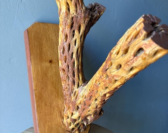 Cholla Cactus Skeleton Wall Hanging