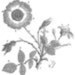 Brynn