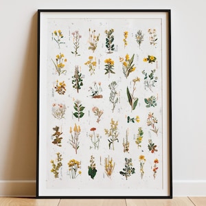Vintage Botanical Wildflower Print, Floral Nature Wall Art, Antique Plant Poster, Botanical Chart, Herbarium Art, Digital Download