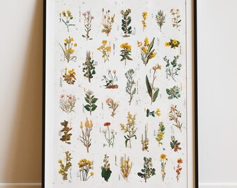 Vintage Botanical Wildflower Print, Floral Nature Wall Art, Antique Plant Poster, Botanical Chart, Herbarium Art, Digital Download