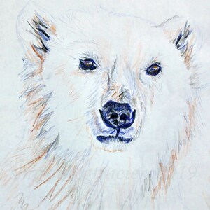 Polar Bear