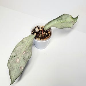 Hoya Mitrata Silver - Etsy