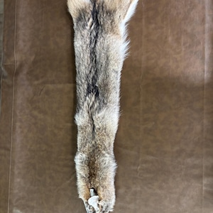 Soft-Tanned Eastern Coyote Pelt – 62” – Absolutely Stunning Fur