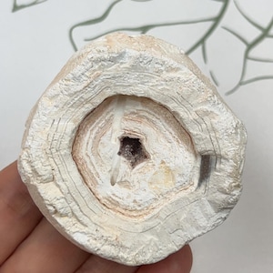 May include: A circular, off-white stone specimen featuring concentric, layered rings radiating from a central, small, dark, crystalline cavity. The exterior surface is rough and textured, displaying natural mineral banding in shades of cream and beige.