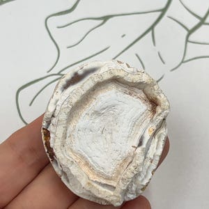 May include: A circular agate slice featuring concentric layers of white, cream, and light brown mineral deposits. The stone has a rough, textured surface with a natural, uneven edge, showcasing distinct banding patterns throughout the center.