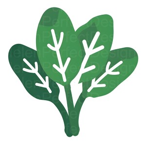Spinach SVG Clipart, Green SVG, Spinach SVG File for Cricut and Crafts