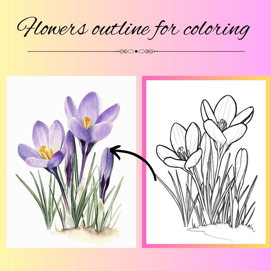 Crocus Outlines to Color PDF, Flowers Drawings to Trace, Crocus ...