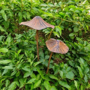 May include: Two decorative metal mushroom sculptures with brown and blue-grey caps and slender stems. The mushrooms are set among lush green foliage, creating a natural garden accent. The caps have a textured, ribbed design.