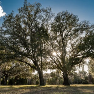 Partners – Southern Oak Tree Photography Print, Sunlit Spanish Moss Landscape, Florida Nature Wall Art, Peaceful Forest Scene