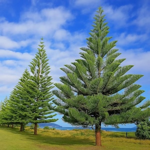 5 Norfolk Island Pine Seeds – Araucaria heterophylla – Indoor Christmas Tree Plant