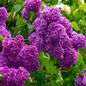 20 Common Lilac Tree Seeds – Fragrant Purple Flowers, Hardy Perennial Plant