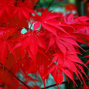 10 Red Japanese Maple Tree Seeds – Hardy Palmatum Atropurpureum for Bonsai or Garden
