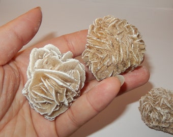 May include: Close-up of four tan and white desert rose crystals. The crystals are in the shape of a rose and have a rough, textured surface.