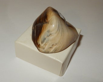 Petrified Wood - PNW polished pet wood