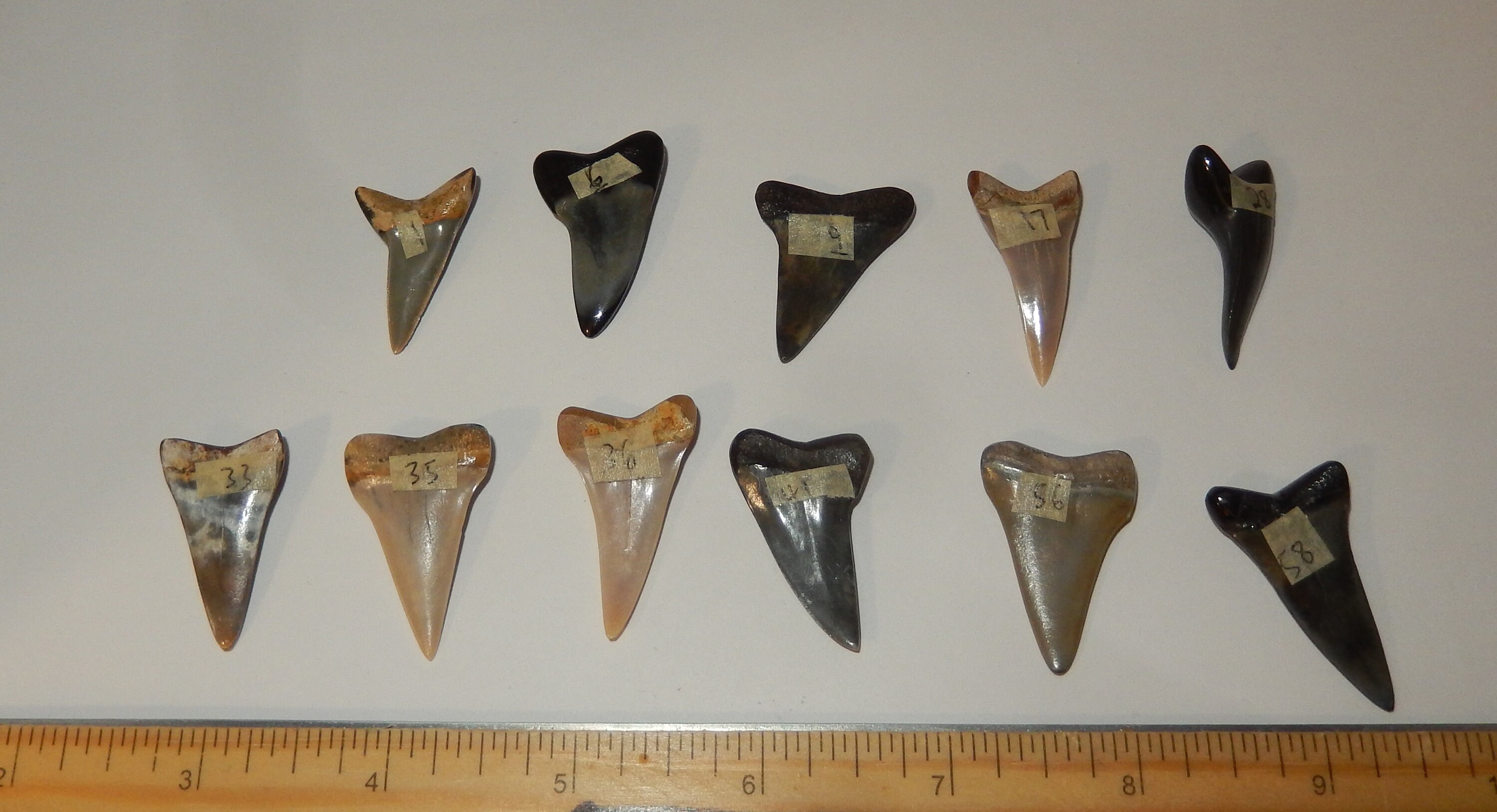 Mako Fossilized Shark Tooth- Polished (gp#2) - Etsy Mako Fossilized Shark Tooth- Polished (gp#2) - Etsy