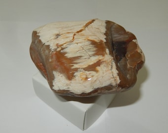 Petrified Wood - PNW semi-polished pet wood