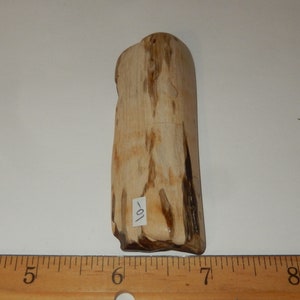 Petrified Wood PNW polished pet wood image 3