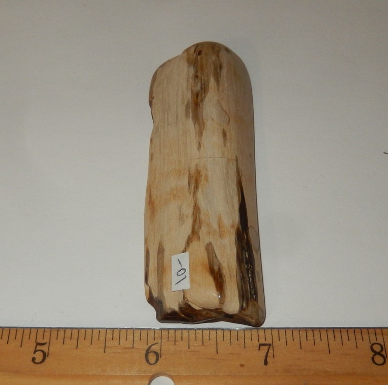 Petrified Wood PNW polished pet wood image 3