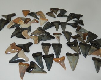 Mako Fossilized Shark Tooth- Polished from SC  or Bakersfield