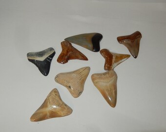 Fossil Megalodon  or Angustidens shark tooth (grp 3)
