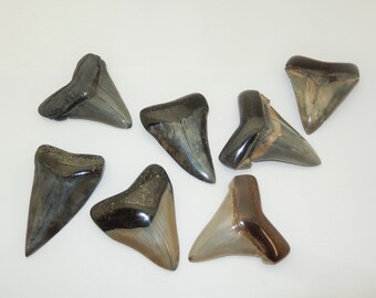Fossil Megalodon  or Angustidens shark tooth