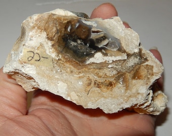 Fossilized Coral replaced by agate/chalcedony