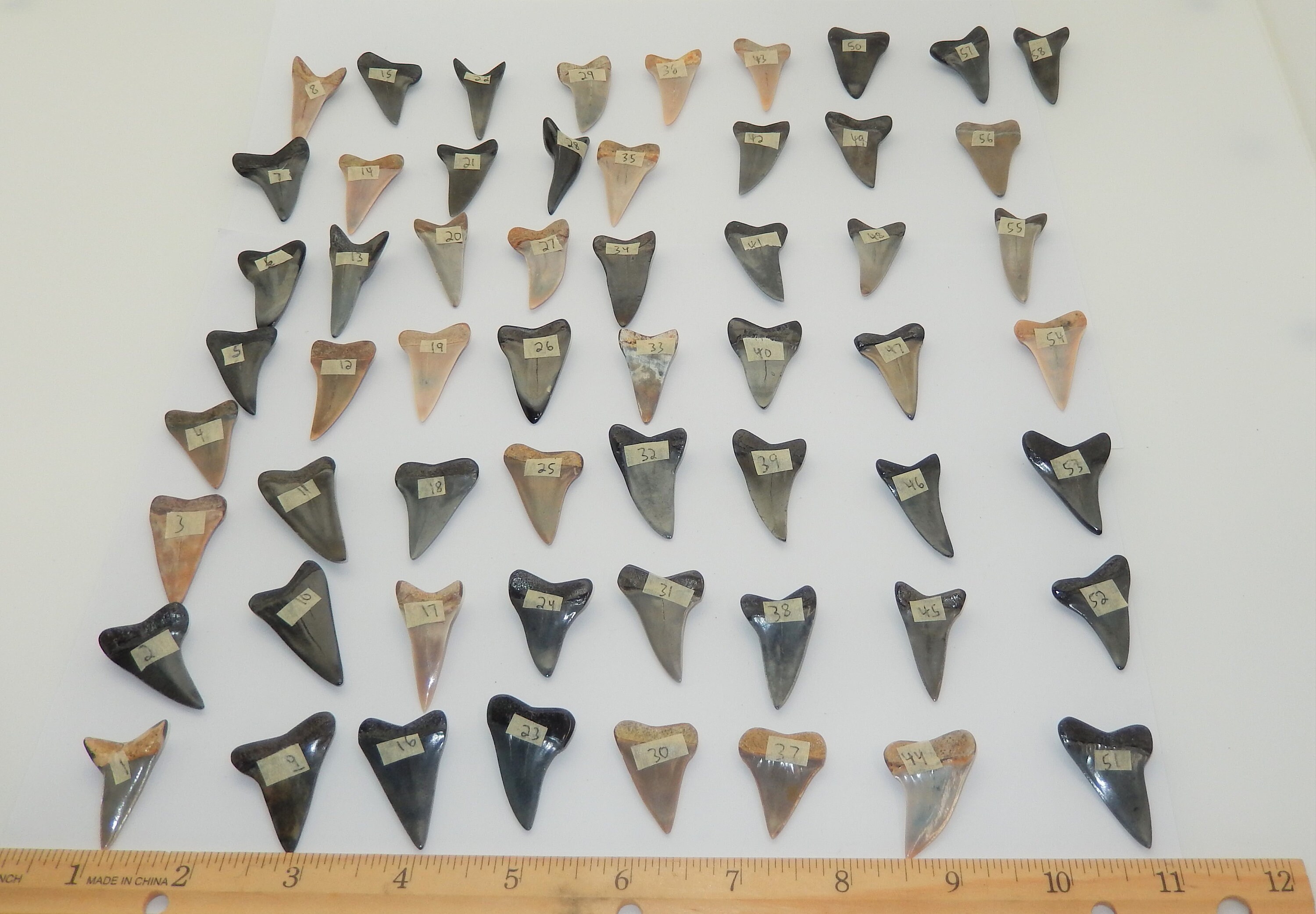 Shamar Mcco Teeth - 9zfch1b