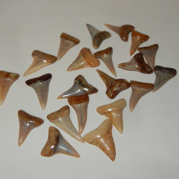 Mako Fossilized Shark Tooth- Polished from Bakersfield