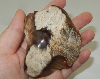 Petrified Wood - PNW semi-polished pet wood