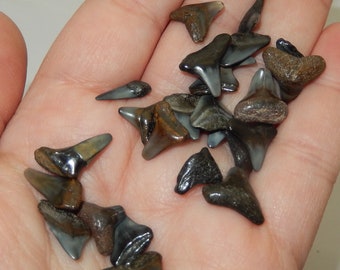 Fossilized Shark Tooth - Polished