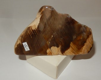 Petrified Wood - PNW polished pet wood