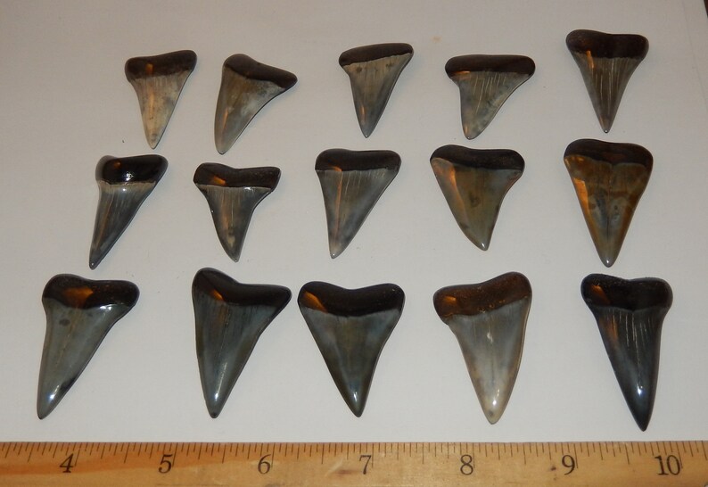 Mako Fossilized Shark Tooth Polished | Etsy