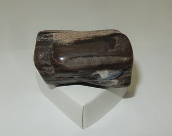 Petrified Wood - PNW polished pet wood