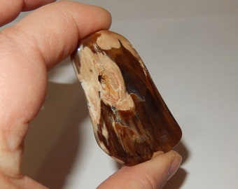 Petrified Wood - PNW polished pet wood