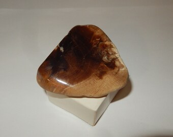 Petrified Wood - PNW polished pet wood