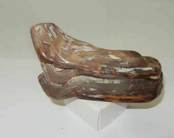 Petrified Wood - PNW semi-polished pet wood