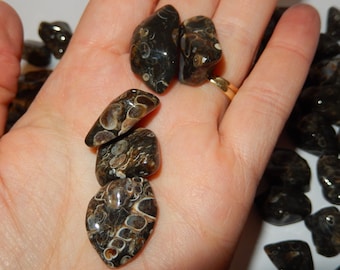 Turritella Fossil Agate