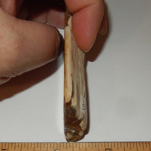 Petrified Wood PNW polished pet wood image 8