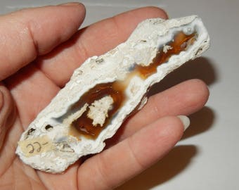 Fossilized Coral replaced by agate/chalcedony