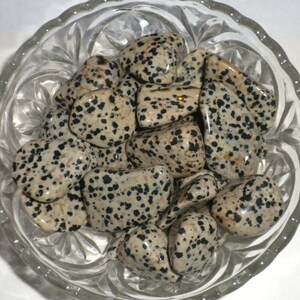 jasper dalmatian jasper dalmatian