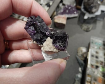 Könnte beinhalten: Ein kleiner Cluster aus violetten Fluoritkristallen auf einer weißen Matrix. Die Kristalle sind scharf und gut ausgebildet, mit einem glasartigen Glanz.