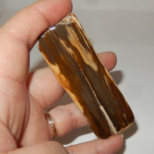 Petrified Wood PNW polished pet wood image 1