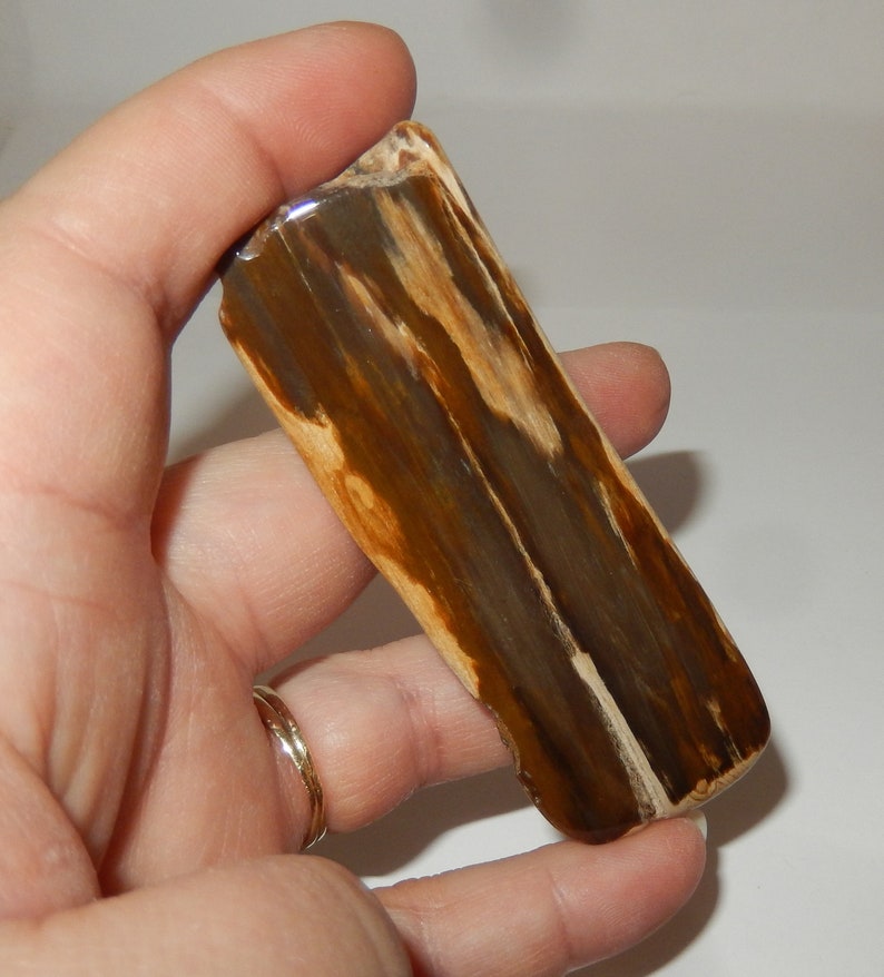 Petrified Wood PNW polished pet wood image 1